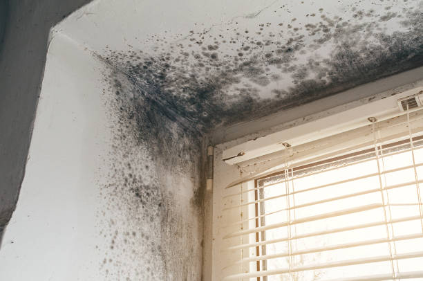 Affordable Mold Removal solutions in Louisville, IL